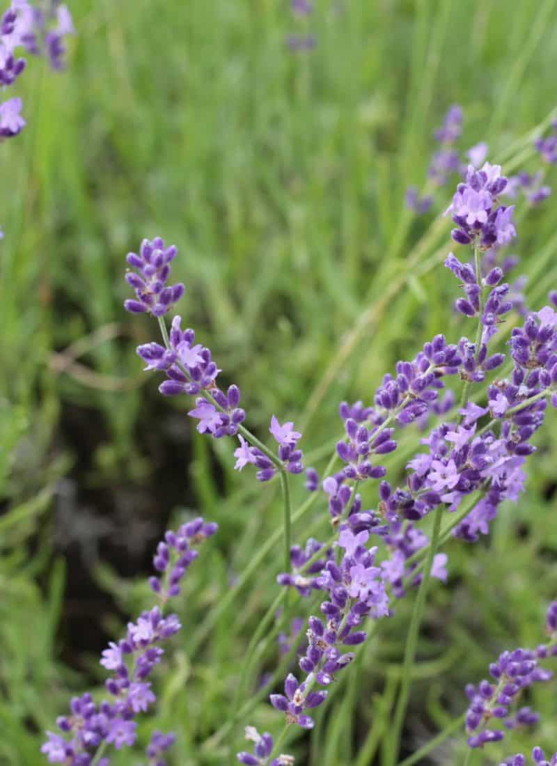 Terre Bleu Lavender Farm!