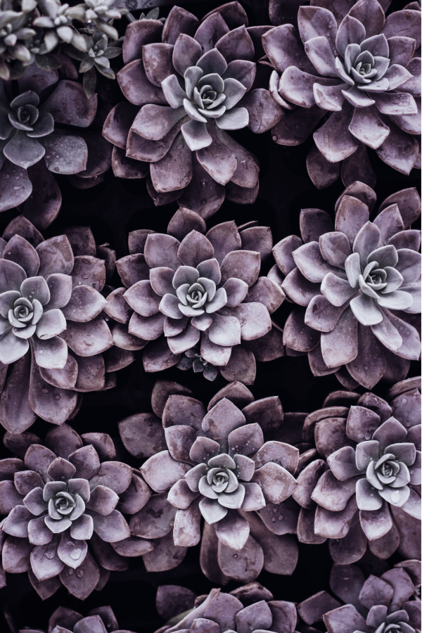 succulent wallpaper, flower aesthetic, flower wallpaper, pink flower aesthetic, white flower aesthetic, floral wallpaper iPhone, flower wallpaper iPhone, floral background 