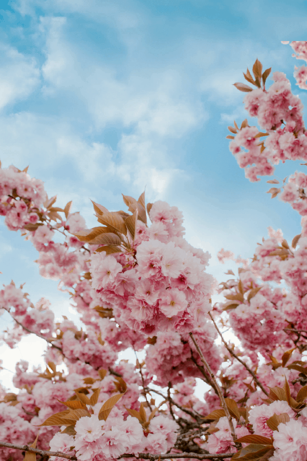 A close up of a pink flower with a pink background photo  Pink Image on  Unsplash