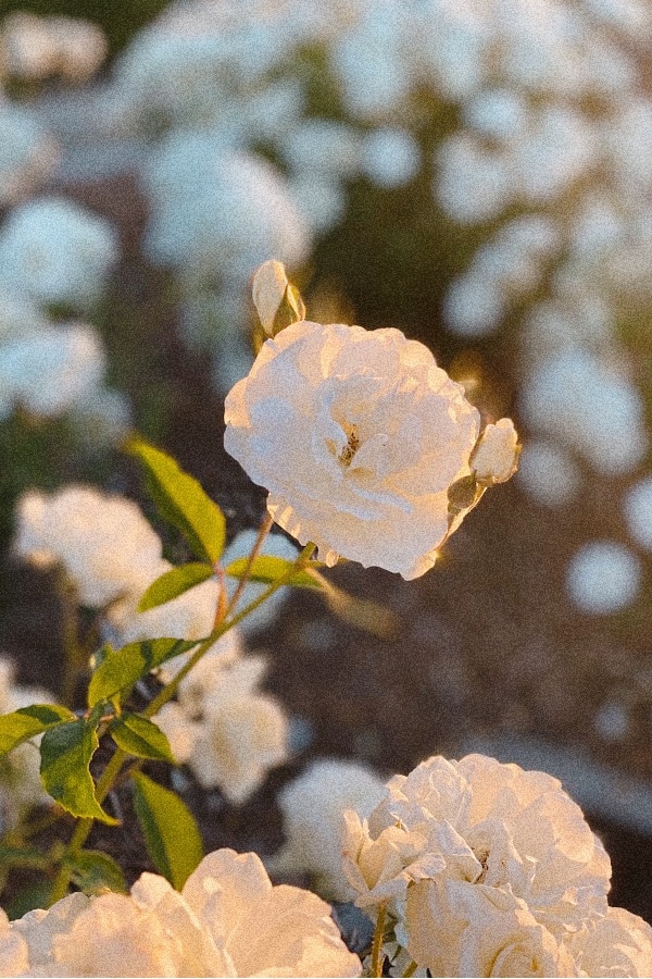 Featured image of post View 29 Wallpaper Aesthetic White Rose