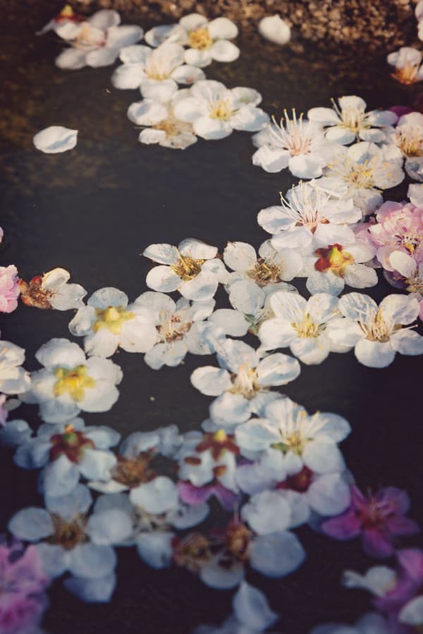 50+ Gorgeous Flower Aesthetic Wallpaper for your Iphone! - Prada & Pearls