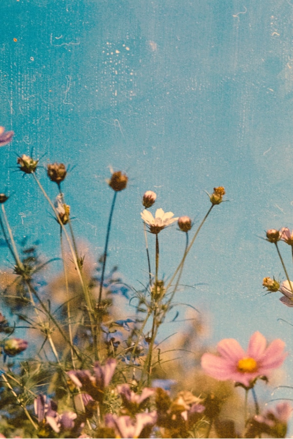 vintage flower iphone wallpapers