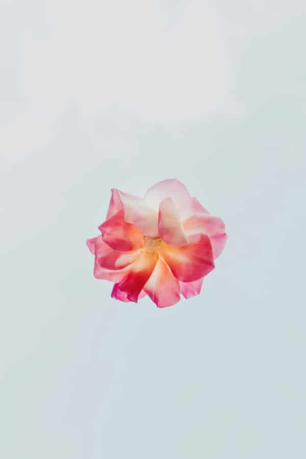 flower aesthetic wallpaper, flower aesthetic, flower wallpaper, pink flower aesthetic, white flower aesthetic, floral wallpaper iPhone, flower wallpaper iPhone, floral background 