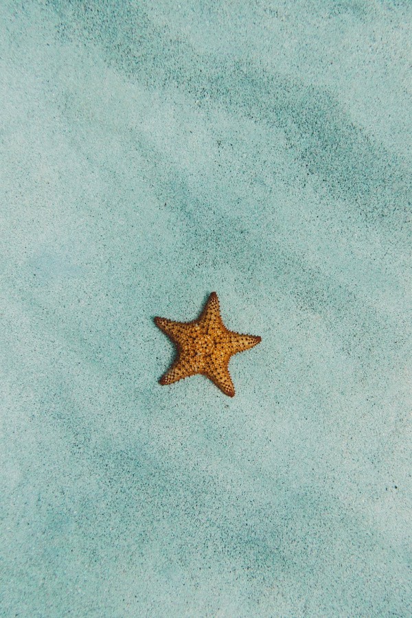 star fish, ocean wallpaper, under the sea, beach wallpaper, beach background, paradise wallpaper