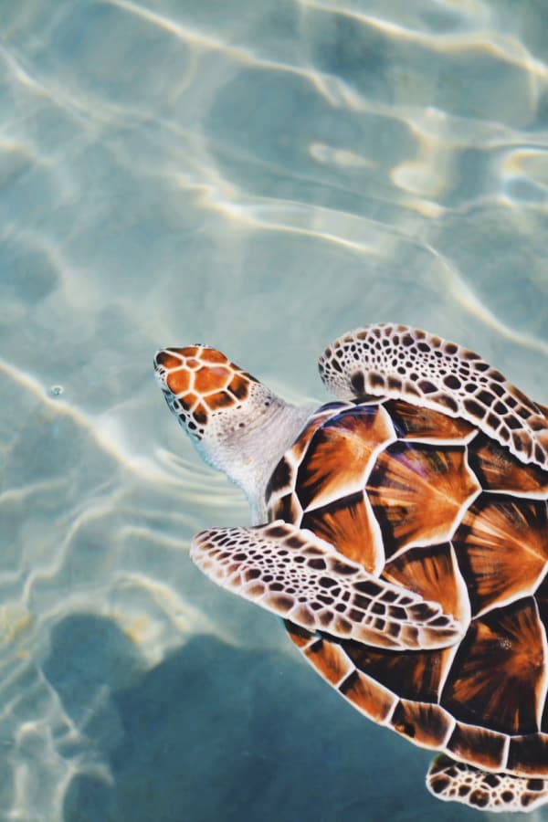 beach aesthetic, beach wallpaper, turtle wallpaper, animal wallpaper