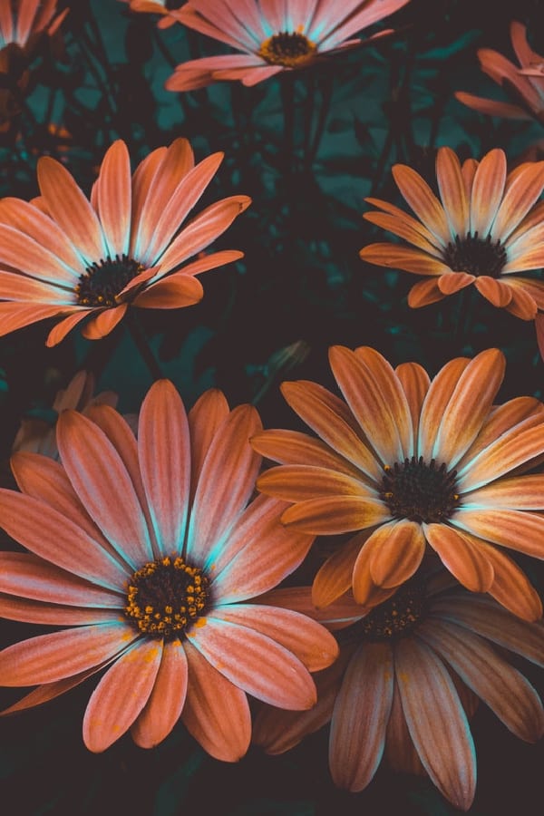 50+ Gorgeous Flower Aesthetic Wallpaper for your Iphone! - Prada & Pearls