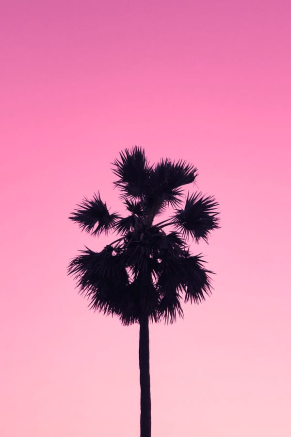 pink wallpaper, pink wallpaper iPhone, pink aesthetic, cute pink wallpaper, pink background, pink background iPhone, pink wallpaper girly, ombre wallpaper, palm tree wallpaper, palm tree aesthetic