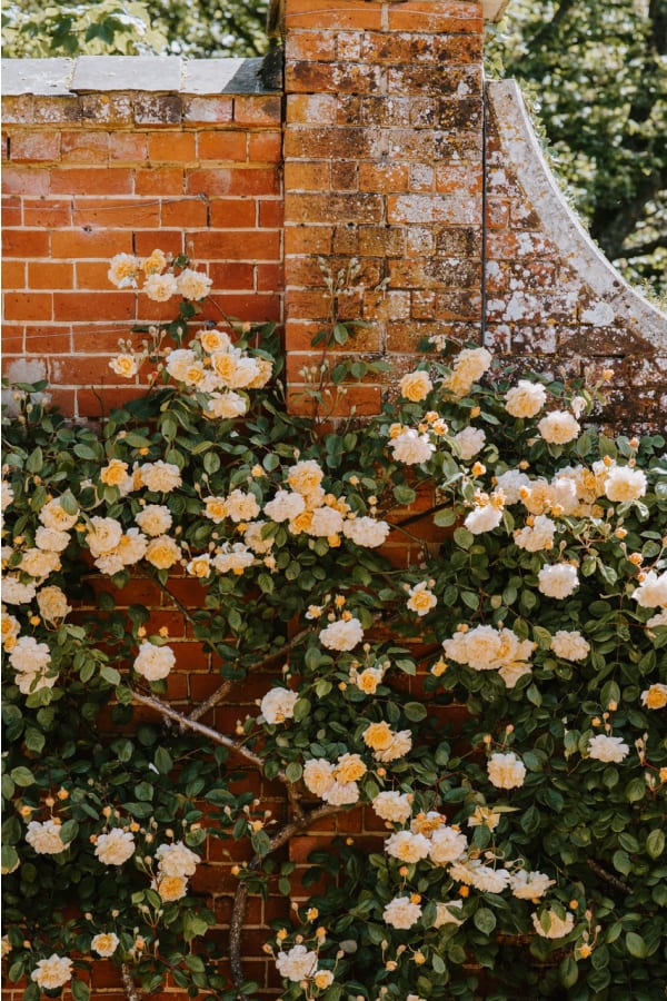 cottage core, cottagecore aesthetic wallpaper, cottagecore aesthetic wallpaper iPhone, cottagecore aesthetic iPhone, cottagecore wallpaper iPhone, whimsical wallpaper, cottagecore aesthetic, cottagecore wallpaper, yellow roses, yellow aesthetic, roses wallpaper, roses aesthetic, cottagecore flowers