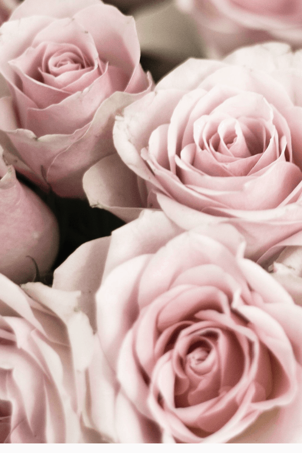 40+ Rose Aesthetic Wallpaper for your Phone! Prada & Pearls