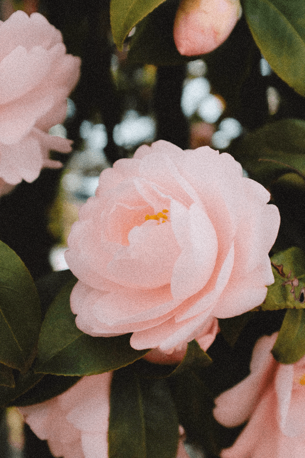 40+ Rose Aesthetic Wallpaper for your Phone! Prada & Pearls