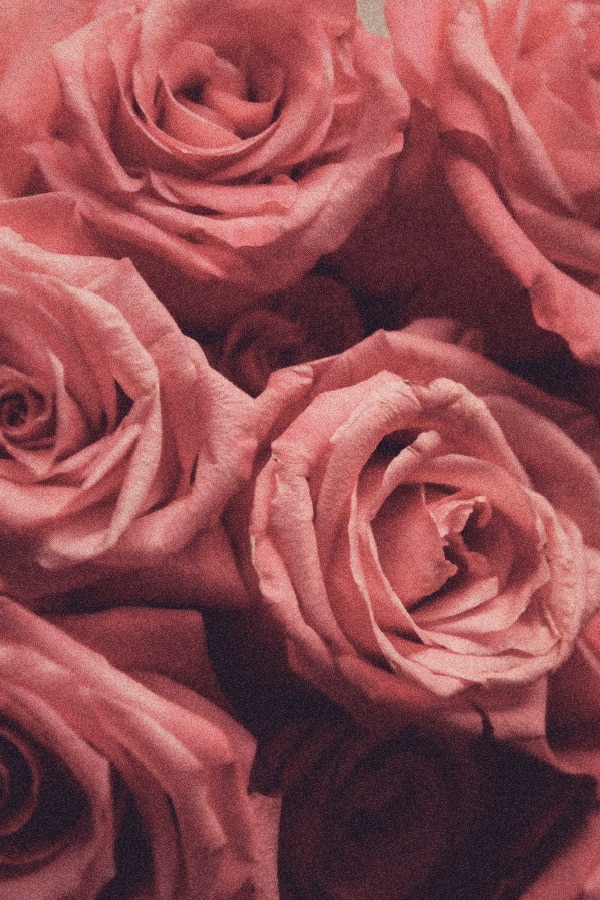 roses, rose wallpaper, rose wallpaper iPhone, rose wallpaper aesthetic, rose wallpaper hd, rose aesthetic, pink roses, pink rose aesthetic