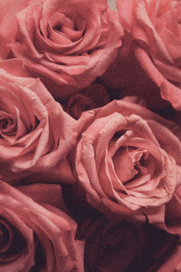 40+ Rose Aesthetic Wallpaper for your Phone! Prada & Pearls