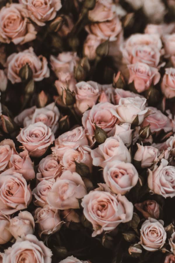 40+ Rose Aesthetic Wallpaper for your Phone! Prada & Pearls