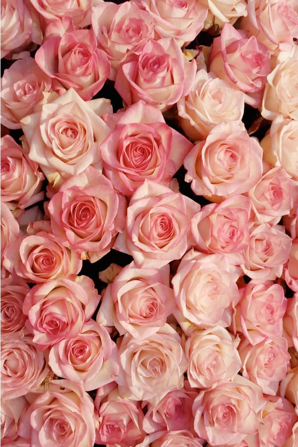 roses, rose wallpaper, rose wallpaper iPhone, rose wallpaper aesthetic, rose wallpaper hd, rose aesthetic, pink roses, pink rose aesthetic