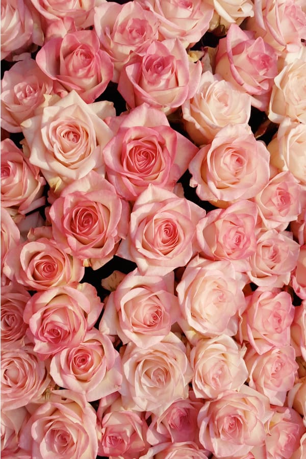 40+ Rose Aesthetic Wallpaper for your iPhone! Prada & Pearls - Prada &  Pearls