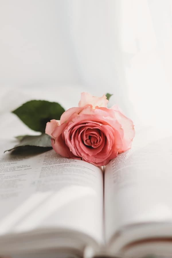 Rose Aesthetic Phone Wallpapers - Top Những Hình Ảnh Đẹp