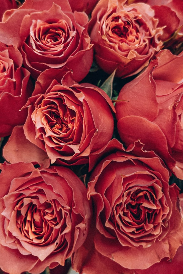 Red Rose Aesthetic Wallpapers  Top Free Red Rose Aesthetic Backgrounds   WallpaperAccess