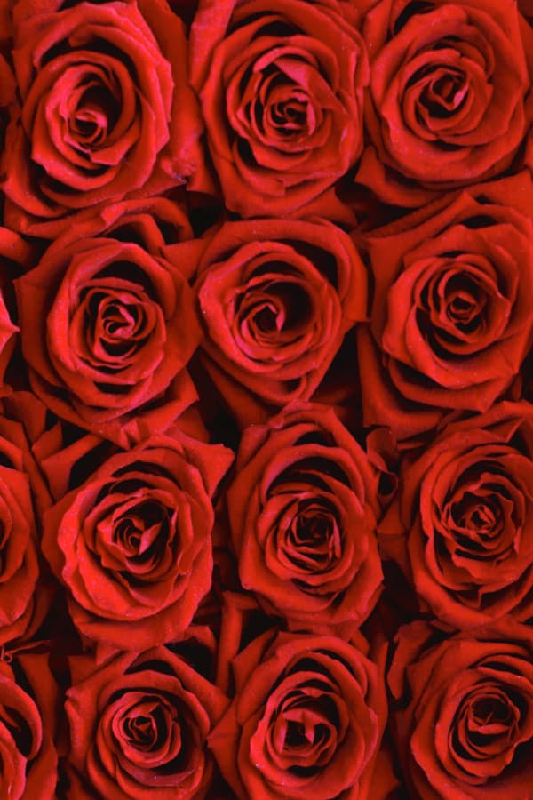 roses, rose wallpaper, rose wallpaper iPhone, rose wallpaper aesthetic, rose wallpaper hd, rose aesthetic, red roses, red rose wallpaper