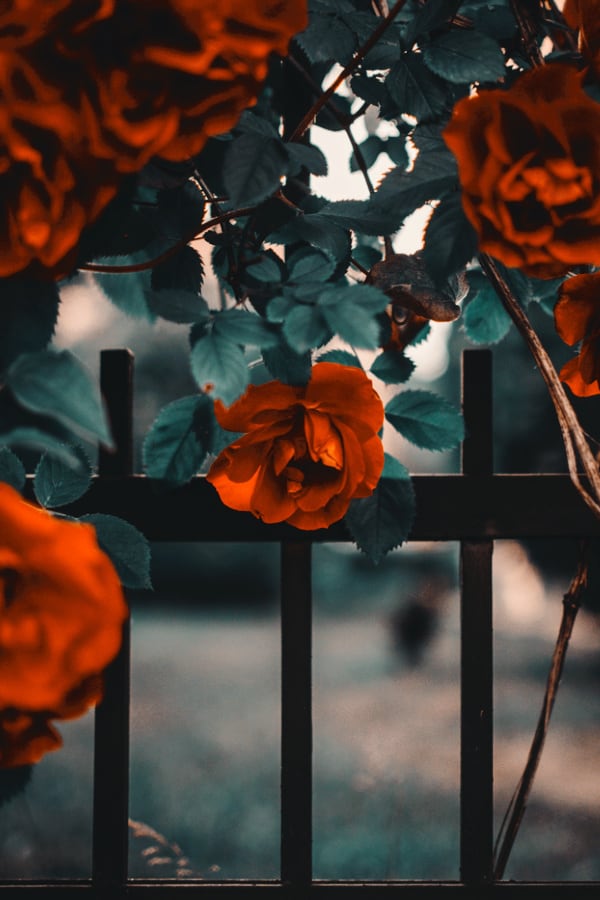 Iphone Aesthetic Rose Wallpaper Download | MobCup