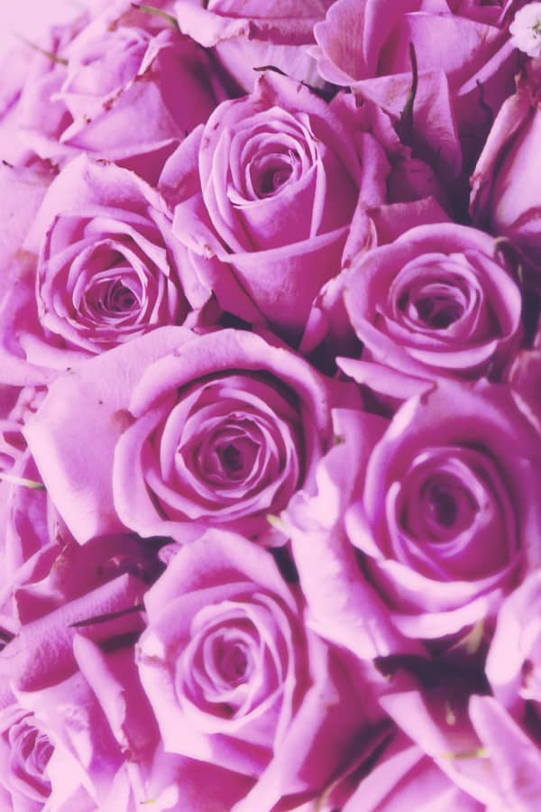 roses, rose wallpaper, rose wallpaper iPhone, rose wallpaper aesthetic, rose wallpaper hd, rose aesthetic, purple roses, pink roses
