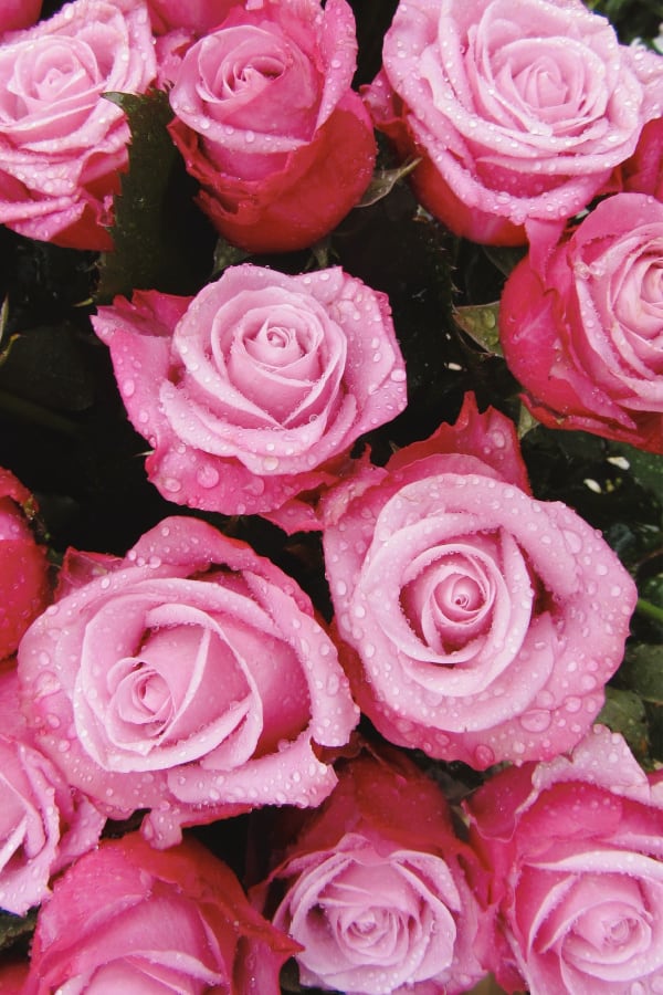 roses, rose wallpaper, rose wallpaper iPhone, rose wallpaper aesthetic, rose wallpaper hd, rose aesthetic, pink roses, pink rose wallpaper