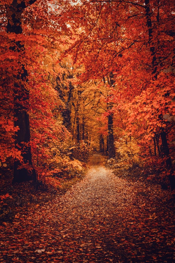 aesthetic fall wallpapers