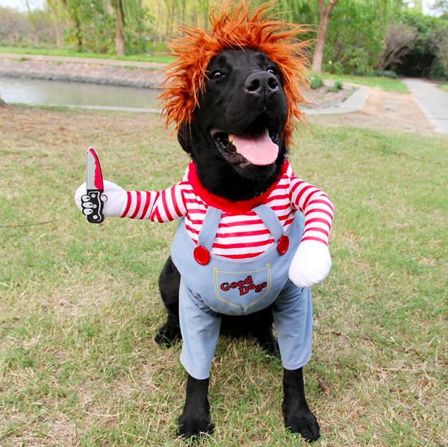 halloween costumes for dogs, dog costumes, halloween costume dog, dog halloween costumes, dog halloween, dog halloween costumes funny, pet halloween costumes, pet halloween costumes dogs, dog costume ideas, dog costumes halloween, dog costumes funny