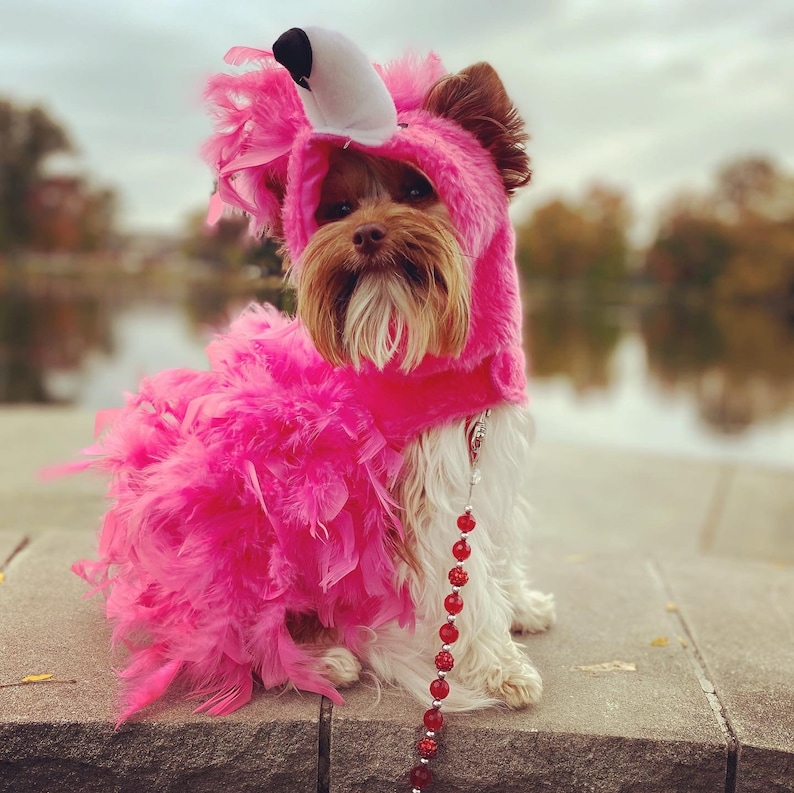 halloween costumes for dogs, dog costumes, halloween costume dog, dog halloween costumes, dog halloween, dog halloween costumes funny, pet halloween costumes, pet halloween costumes dogs, dog costume ideas, dog costumes halloween, dog costumes funny